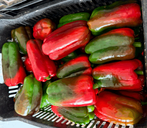 PIMENTÓN NATHALIE Y 4 CASCOS